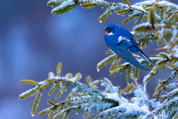istock Winter nature and bird. Nature background. Swallow. 1278083475