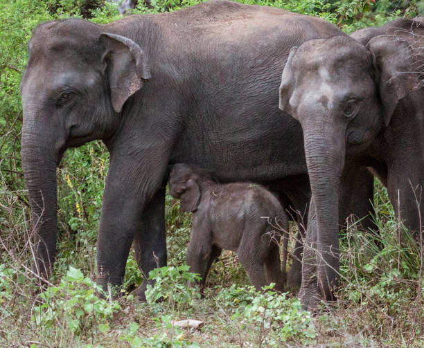 istock Baby Elephant Suckles Mother in Forest 1278083545