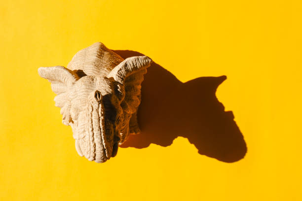 Close up of white ewe with curved big horns, closed eyes and having collar with lock