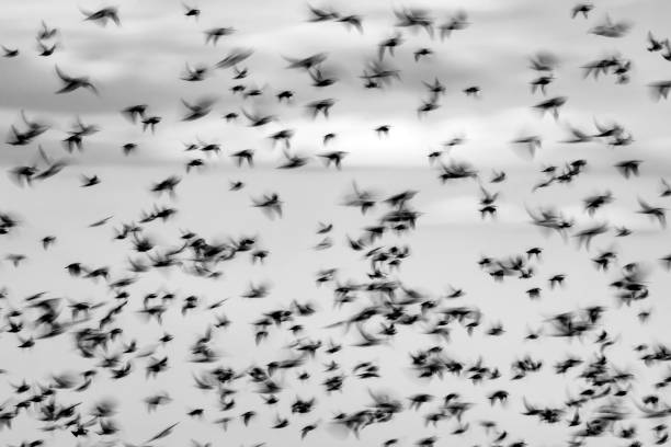 istock Abstract nature. Flying blur birds. Sky background. Starlings. 1278083882