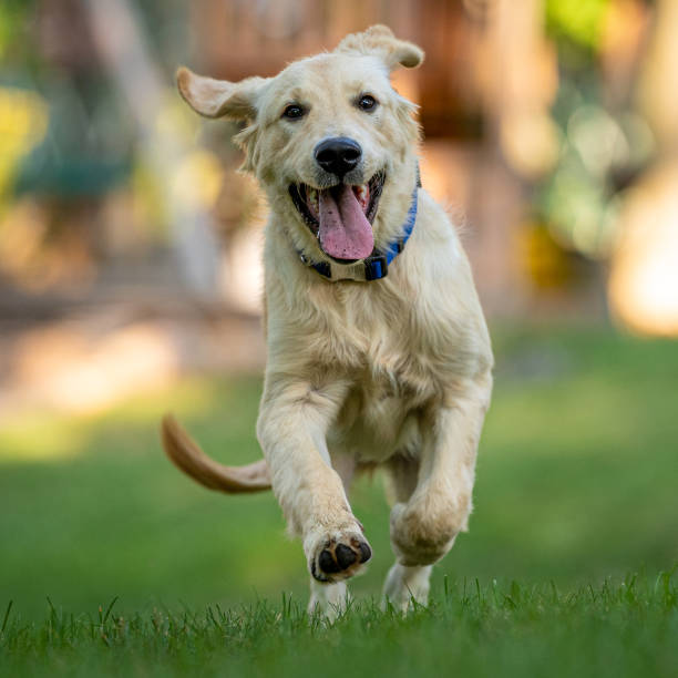 istock happy 6 month old golden retriever running 1278084317