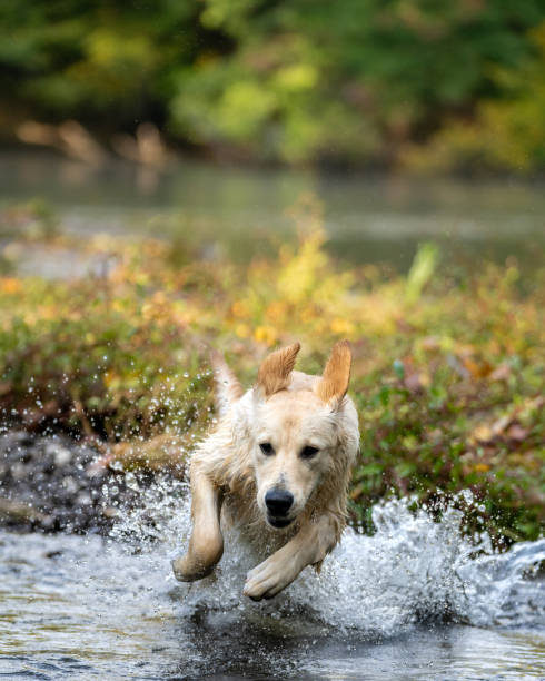 istock golden retriever charging across the river 1278084320