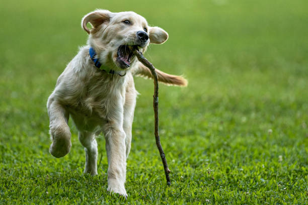 istock golden retriever learning to fetch 1278084380