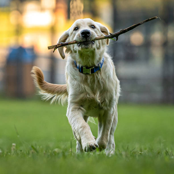 istock golden retriever learning to fetch 1278084438