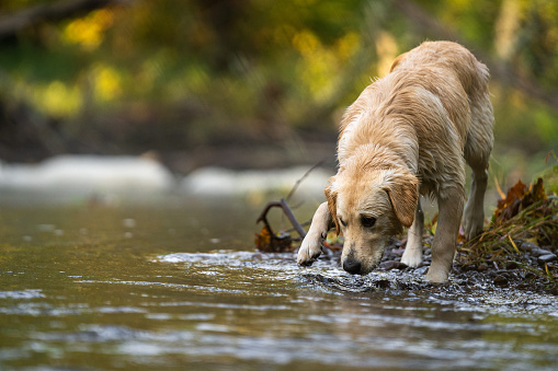 golden retriever testing the water before a swim