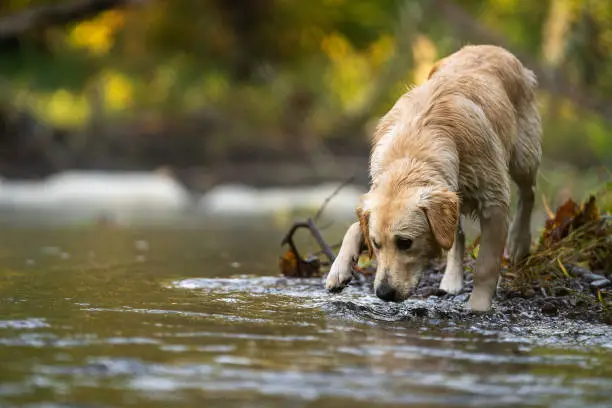 Photo of golden retriever testing the water before a swim