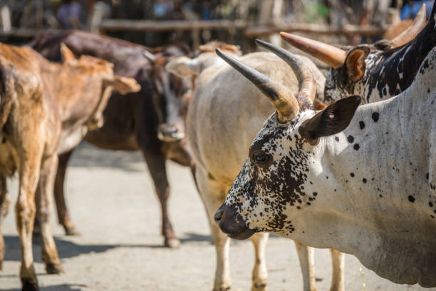 istock Closeup shot of a white bull in a herd 1278084657
