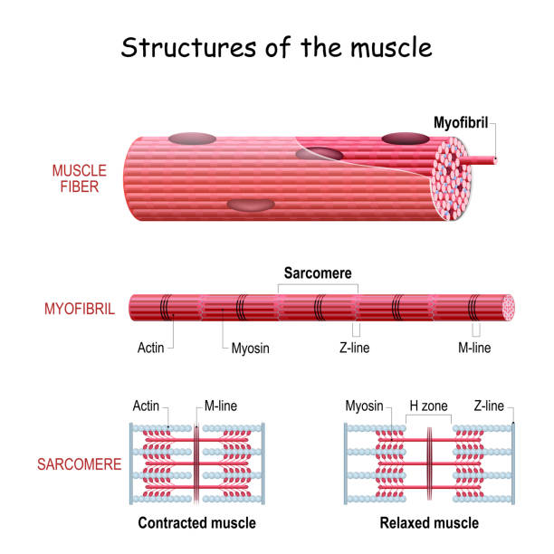 Structure Skeletal Muscle. myofibril with  sarcomeres. Close-up of actin and myosin Structure Skeletal Muscle. myofibril with thin and thick filament. close up of a sarcomere. Muscles contract by sliding the myosin and actin filaments along each other. Biomedical Science. Mechanism of mechanical contraction myosin stock illustrations