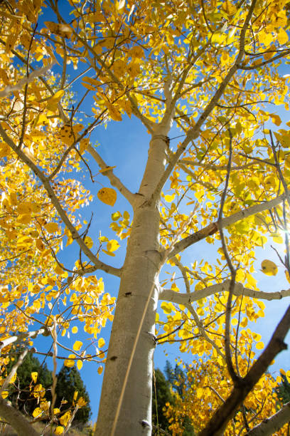 istock Autumn in Idaho 1278086681