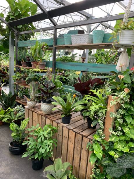 istock Tropical Plants on a Wooden Shelf 1278088638