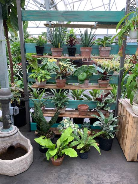 istock Tropical Plants on a Wooden Shelf 1278088650
