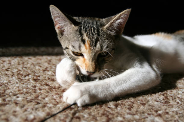 istock Kitten playing on a living room carpet. Kitten catching. 1278089183
