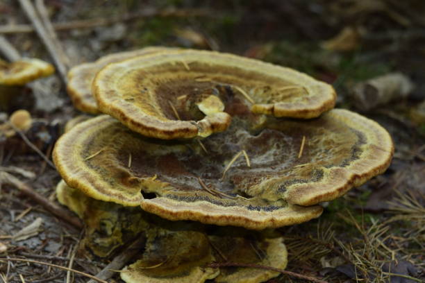 istock Close Up Of Large Mushroom 1278090822