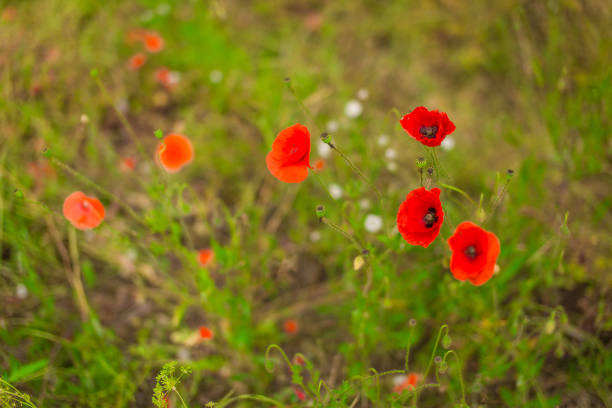 poppy flowers in a meadow