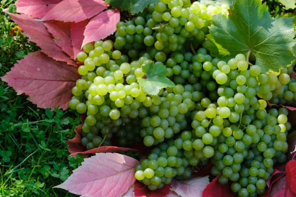 istock green grapes on red autumn leaves on the grass 1278092210