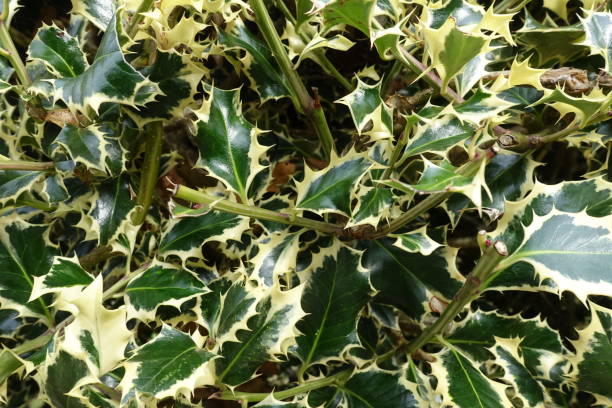 istock Holly with variegated leaves 1278092883