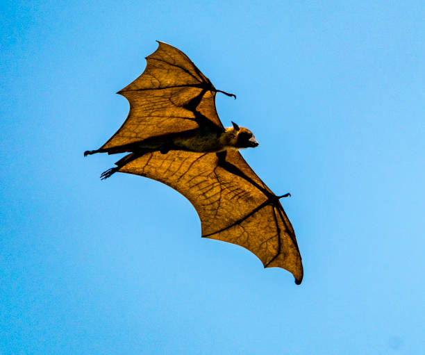 istock Large Bat Flies During Day Showing Translucent Wings 1278096263