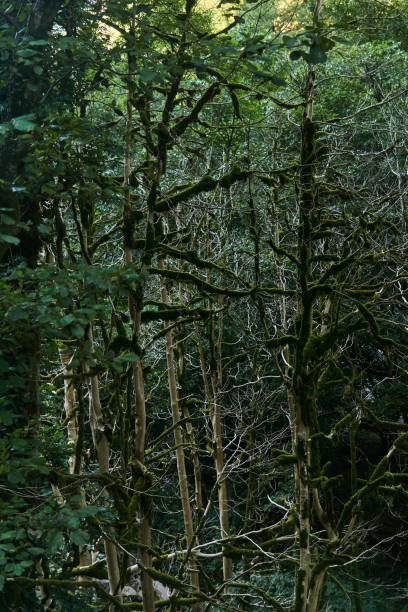 istock withered boxwood forest due to box tree moth infestation in Caucasus, Russia 1278100202