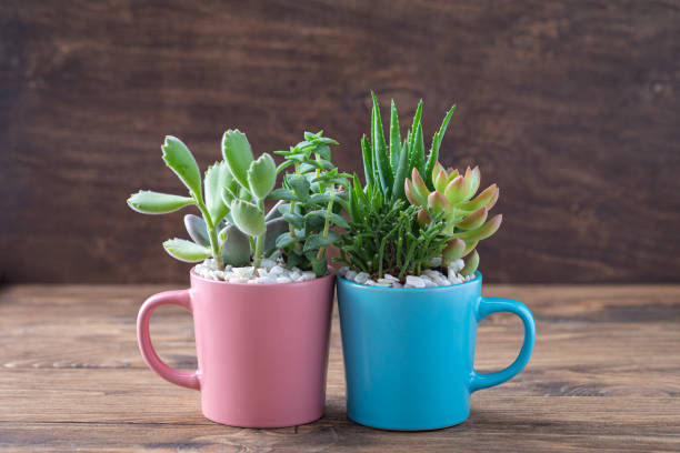 istock Easy handmade home decoration with succulents in colourful mugs 1278103281