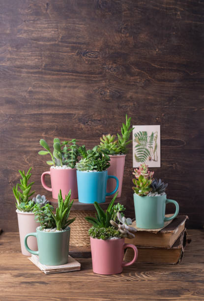 istock Easy handmade home decoration with succulents in colourful mugs 1278103283