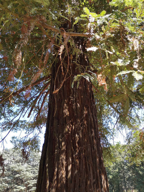 istock Sequoia , Leccio, Florence province, Tuscany 1278103507