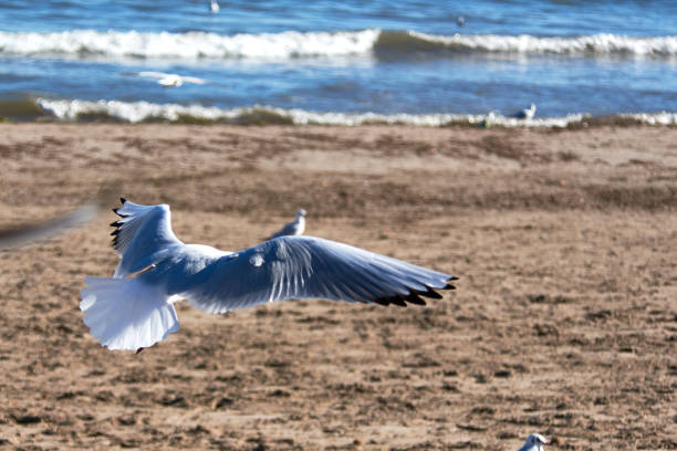Set of seagulls flying on the beach, sand, flight, sunny day