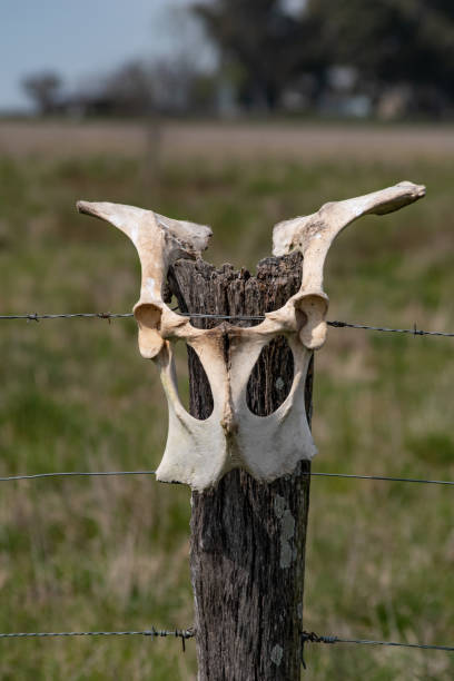 Wyoming