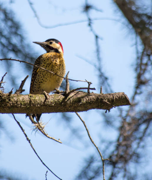 istock little woodpecker 7 1278105454