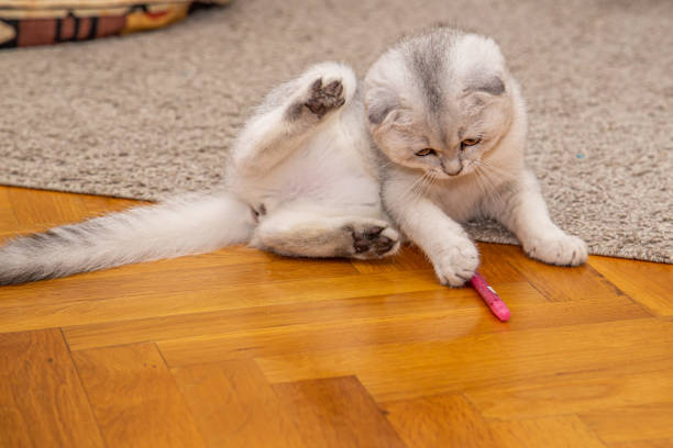istock Cute pets close up. A kitten playing pen. 1278107760