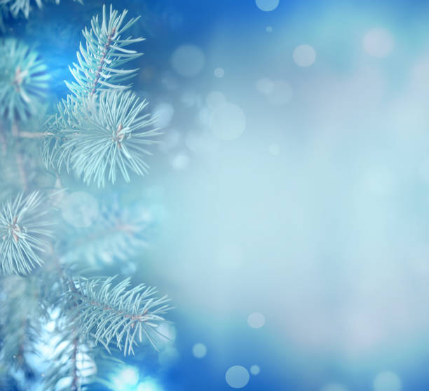 istock Fir Blue Pine Branch - Christmas Holidays Background 1278108047