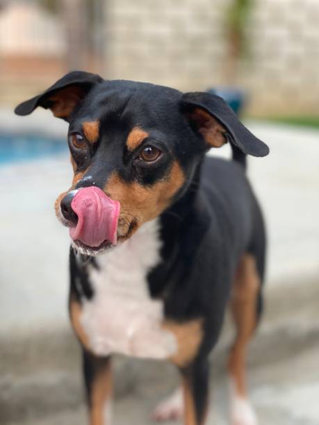 istock Dog Licking Nose 1278108224