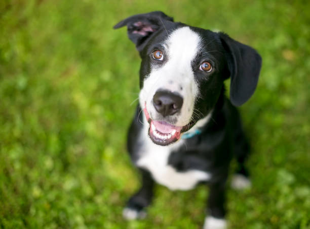 istock A cute black and white Hound x Retriever mixed breed puppy 1278108959