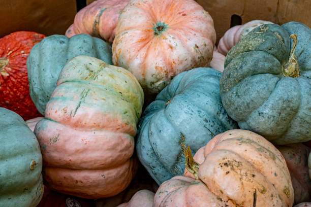 Colourful pumpkins for sale on a  farmers market stall in autumn