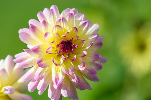 Close up of a pink and yellow dahlia in bloom