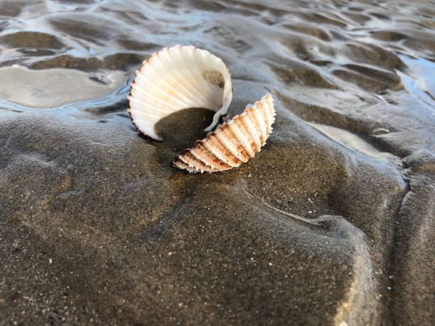 istock An open clam on a dark wet sand 1278110735