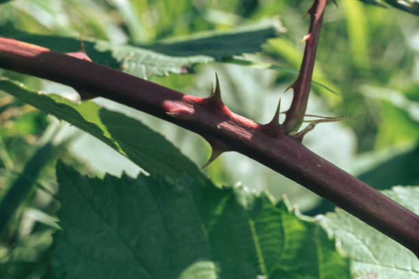 istock Close up thorn on a green background. Macro view. 1278111772