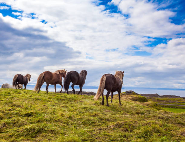 istock Herd of horses 1278112375