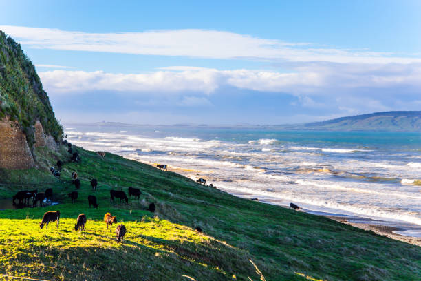 istock The cows grazes on beach by the ocean 1278112453