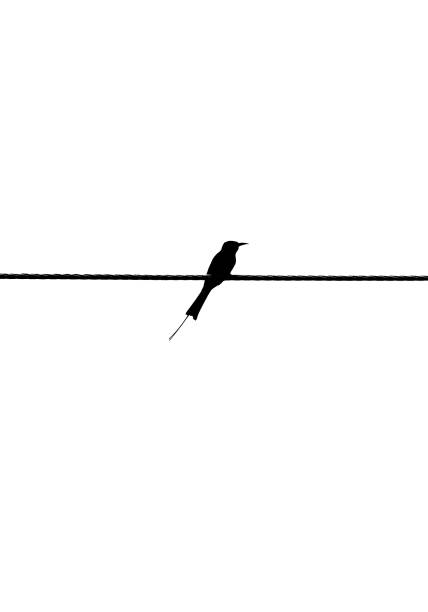 istock Bird Photography Silhouette 1278112623