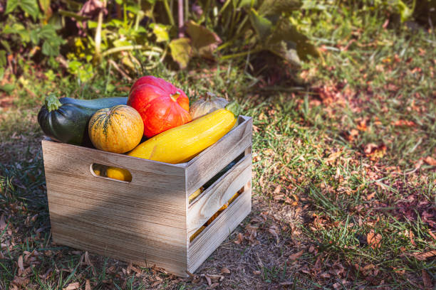 istock A box with organic fresh vegetables in the garden 1278114381