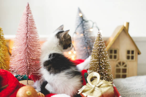 istock Adorable kitten playing among christmas tree decorations, ornaments and warm lights 1278115701