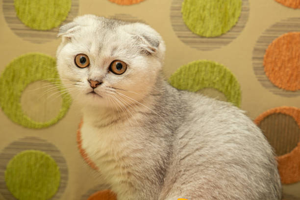 istock Little grey cat at home 1278118300