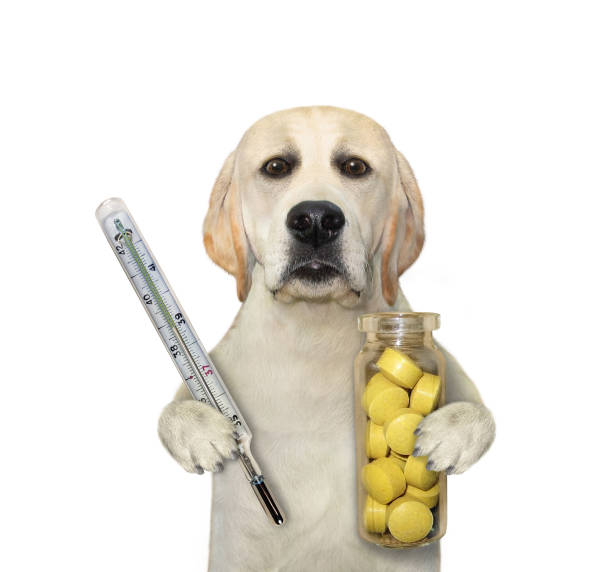 istock Dog carries thermometer and pills 2 1278119414