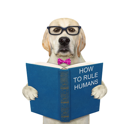 A dog in a purple bow tie and glasses is holding an open book called how to rule humans. White background. Isolated.