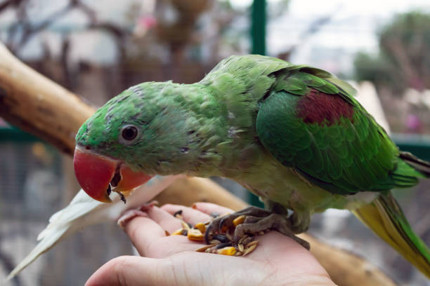 istock Big green parrot sits on his arm 1278119661