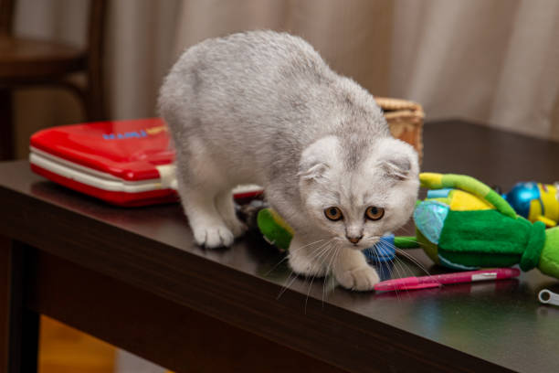 istock Little grey cat at home 1278120510