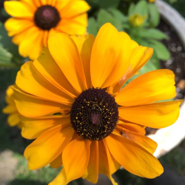 istock Black-eyed Susan flowers close-up 1278120730