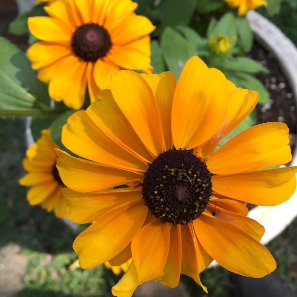istock Black-eyed Susan flowers close-up 1278120734