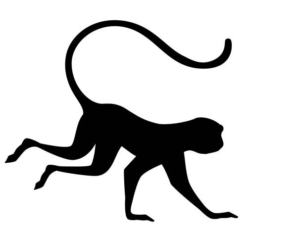黒のシルエットかわいいベルベット猿漫画動物のデザイン白い背景に分離フラットベクターイラスト - 猿点のイラスト素材／クリップアート素材／マンガ素材／アイコン素材