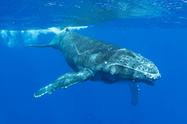 Humpback Whale Calf Humpback whale calf underwater off the island of Moorea in French Polynesia, right next to Tahiti. baleen whale stock pictures, royalty-free photos & images